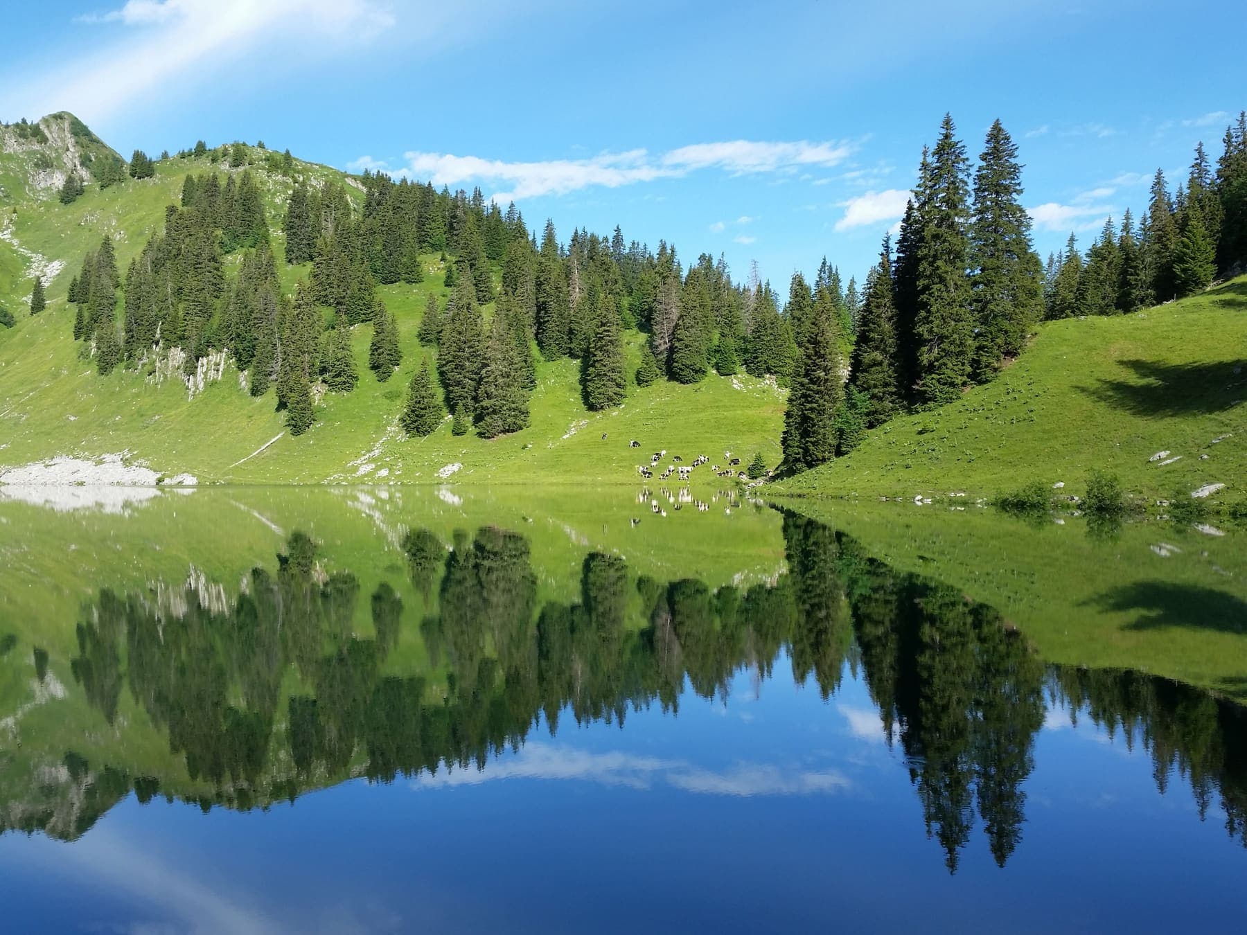 Mountain lake reflecting green alpine slopes and forest in summer